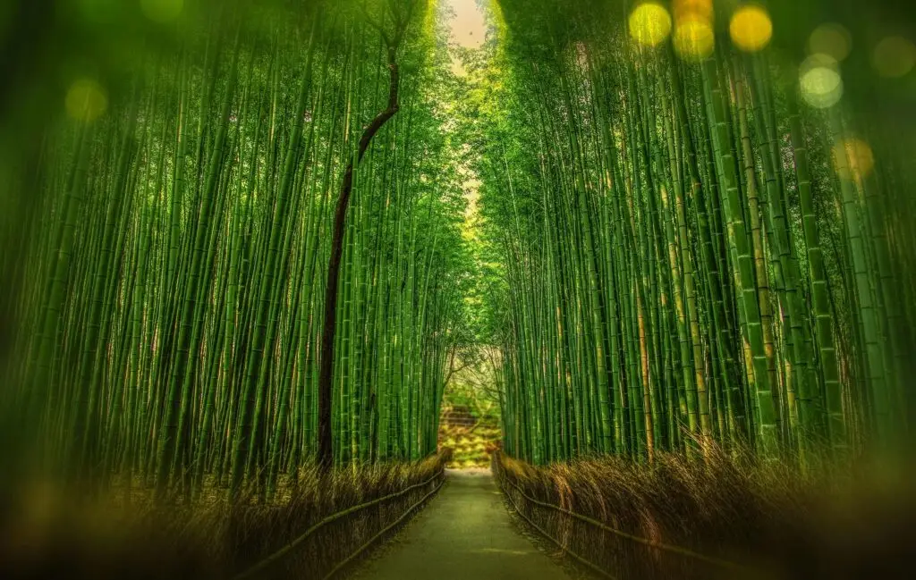Tranquil bamboo forest with a pathway leading into sunrise light, showcasing verdant growth and lush greenery.
